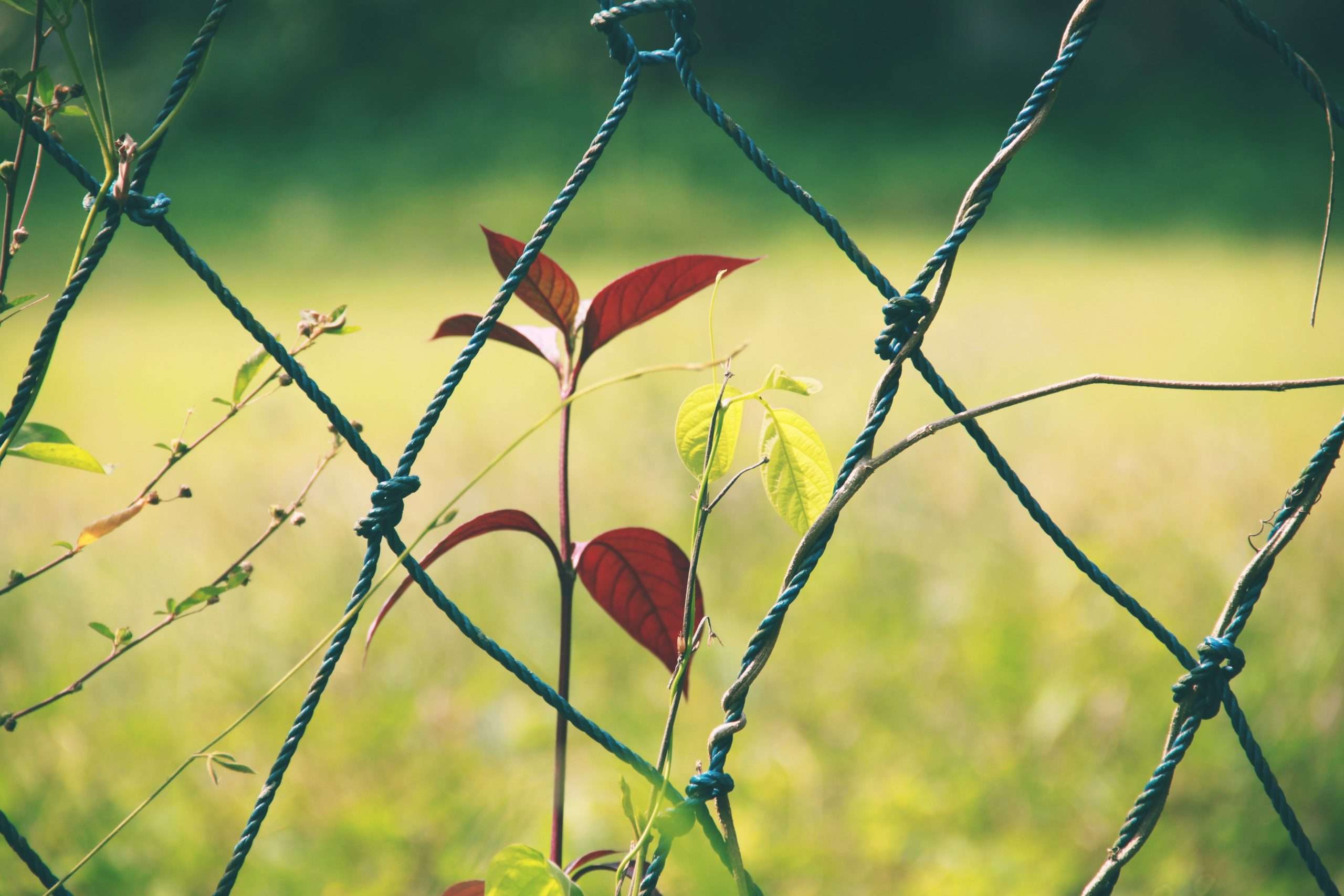 Blue,Mesh,Fence,For,Field,Divider